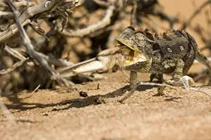 Locusts Prints: Namaqua Chameleon - Trying to eat a struggling locust - Sequence 3 of 3 -Namib Desert - Namibia - Africa