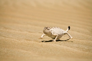 Namaqua Chameleon in its white phase striding over dune sand Namaqua Chameleon in its white phase striding over dune sand