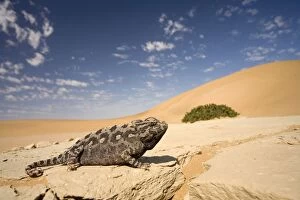 Namaqua Chameleon - Wide angle shot on a clay bank with the dunes and cloudy blue sky in