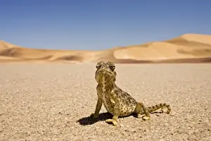 Namaqua Chameleon - Wide Angle shot sitting on the gravel plain - Yellow colouration with distinct pattern - Namib Desert - Namibia - Africa