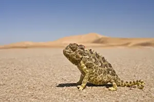 Namaqua Chameleon - Wide Angle shot sitting on the gravel plain - Yellow colouration with distinct pattern - Namib Desert - Namibia - Africa