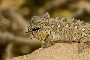 Swallowing Prints: Namaqua Chameleon - Young chameleon with dune beetle in its mouth - Namib Desert - Namibia - Africa