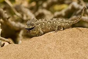 Namaqua Chameleon - Young chameleon with dune beetle in its mouth - Namib Desert - Namibia - Africa