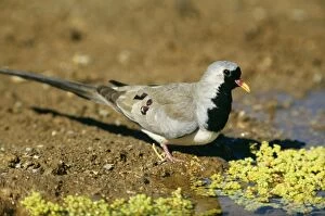 Images Dated 24th June 2004: Namaqua Dove Male