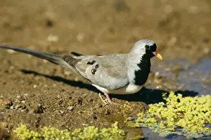 Namaqua Dove Male