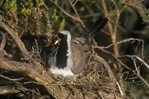 Doves Prints: Namaqua Dove - male on nest