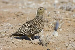 Images Dated 10th October 2005: Namaqua Sandgrouse - Female. Feeds on seeds, fresh leaves, flowers and small fruits