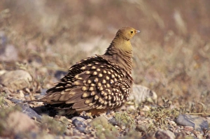 Images Dated 28th January 2005: Namaqua Sandgrouse Kelkiewyn, Namibia, Africa