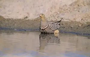 Intelligence Prints: Namaqua Sandgrouse - Male feather soaking Kgalagadi Transfrontier Park, South Africa