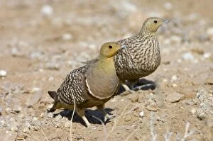 Images Dated 10th October 2005: Namaqua Sandgrouse - Male, with female behind. Feeds on seeds, fresh leaves