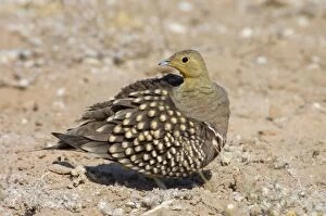 Images Dated 10th October 2005: Namaqua Sandgrouse - Male preening. Feeds on seeds, fresh leaves, flowers and small fruits