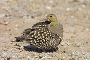 Images Dated 10th October 2005: Namaqua Sandgrouse - Male preening. Feeds on seeds, fresh leaves, flowers and small fruits