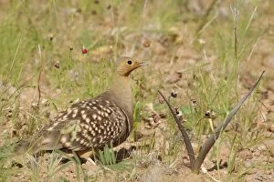 Images Dated 26th March 2008: Namaqua Sandgrouse - Male, during the rainy season