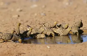 Sandgrouse Prints: Namaqua Sandgrouse Namibia, Africa