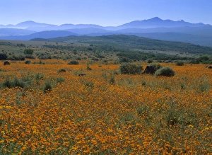 Namaqualand Flowers - blooming carpet of Namaqualand Daisies after winter rains Namaqualand Flowers - blooming carpet of Namaqualand Daisies after winter rains