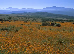 Semi Desert Prints: Namaqualand Flowers blooming carpet of Namaqualand Daisies after winter rains Skilpad Wildflower Reserve