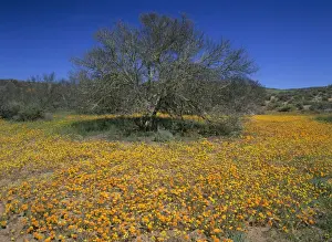 Semi Desert Prints: Namaqualand flowers flowering carpet of Namaqualand daisies and tree in the semi desert Skilpad Wildflower Reserve