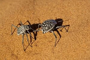 Namib Desert Beetle - pair on sand dune