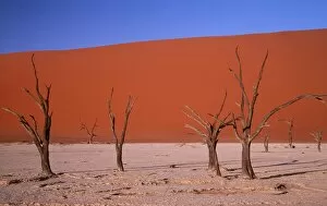 Namib Desert - Dead Trees & Sand Dunes