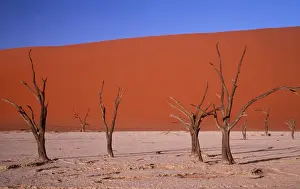 Death Prints: Namib Desert - Dead Trees & Sand Dunes