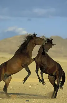 Horse Prints: Namib Desert Horse - Feral descendants of horses which probably were left behind by German troops in the early 1900;