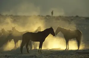 Namib Desert Horse - Feral descendants of horses which probably were left behind by German troops in the early 1900; holding out at a bitterly cold winter morning. Garub plains west of the village of Aus, Namib-Naukluft Park, Namibia