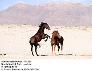 Dominance Gallery: Namib Desert HORSES - two stallions, in fighting mood