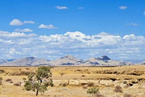 Acacia Gallery: Namib desert, Namibia