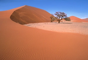 Namib Desert - Namibia - Acacia trees survive in the most arid environments, their tap roots reach far down into the earth to find water Namib Desert - Namibia - Acacia trees survive in the most arid environments, their tap roots reach far down into the earth to find water