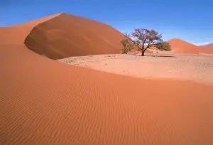 Deserts Prints: Namib Desert - Namibia - Acacia trees survive in the most arid environments