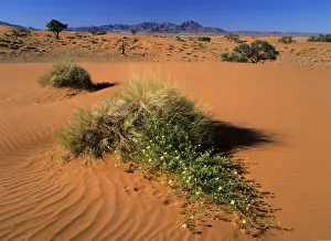 Survive Prints: Namib Rand dunes and yellow flowers in desert Namib Rand Nature Reserve, Namibia, Africa