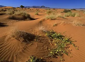 Namib Rand dunes and yellow flowers in desert Namib Rand Nature Reserve, Namibia, Africa