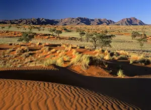 Thirst Prints: Namib Rand view over red dunes and savanna to the Naukluft mountains Namib Rand Nature Reserve