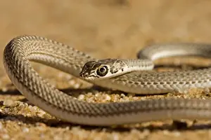 Coiled Prints: Namib Sand Snake Coiling up Namib Dunes, Namibia, Africa