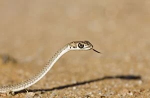 Namib Sand Snake - With tongue extended