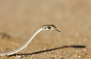 Scenting Prints: Namib Sand Snake With tongue extended Namib Dunes, Namibia, Africa
