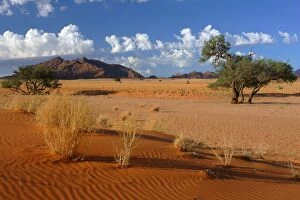 Namib - view from Elim Dune to the Naukluft mountains with Acacia tree