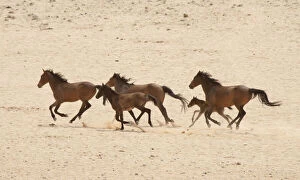 Namibia, Aus. Group of running wild horses