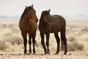 Namibia, Aus. Two wild horses on the Namib