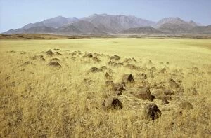 Namibia - basaltic rocks and Bushman grass (Stipagrostis sp)