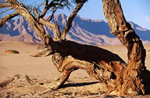 NAMIBIA - CAMELTHORN TREE