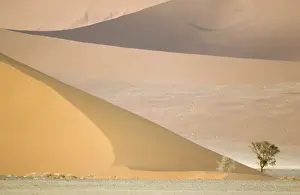 Namibia - Camelthorn tree (Acacia erioloba) and sand dunes in the Namib Desert. Namib-Naukluft Park, Namibia