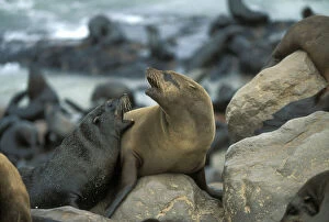 Images Dated 8th August 2012: Namibia, Cape Cross Seal Reserve, Southern