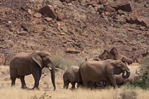 Namibia, Damaraland. Elephants roam freely