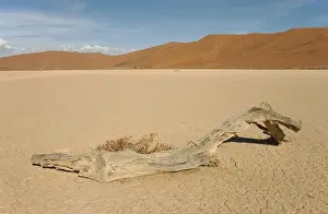 Barren Prints: Namibia - Dry pan and sand dunes in the centre of the Namib Desert in the Sossusvlei area