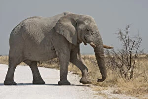 Namibia, Etosha National Park. Elephant