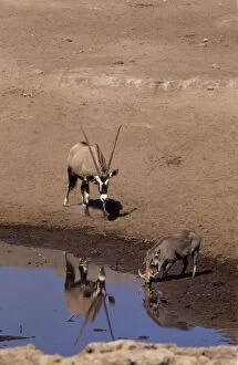 Namibia: Etosha National Park, Gemsbok