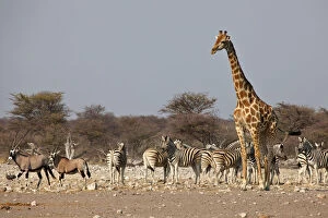 Images Dated 8th August 2012: Namibia, Etosha National Park. Giraffe
