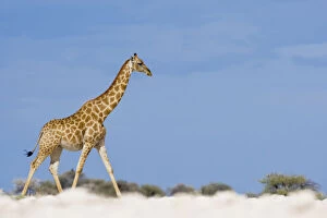Namibia, Etosha National Park. Giraffe (Giraffa)