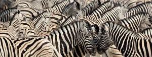 Namibia, Etosha National Park. A herd of